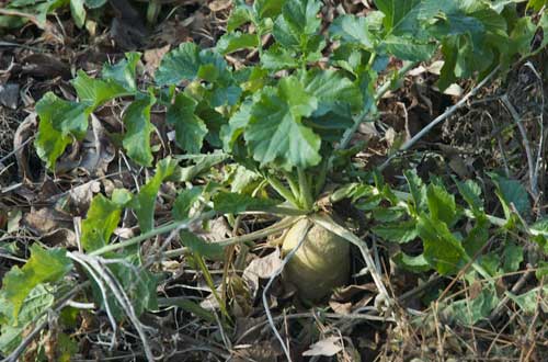 daikon radish