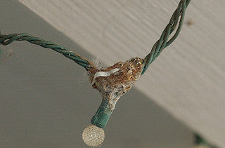 hummingbird building a nest - 2