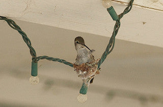 hummingbird building a nest - 3