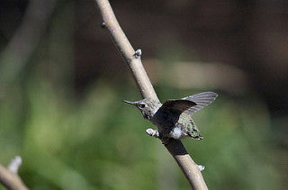 hummingbird chick on a branch