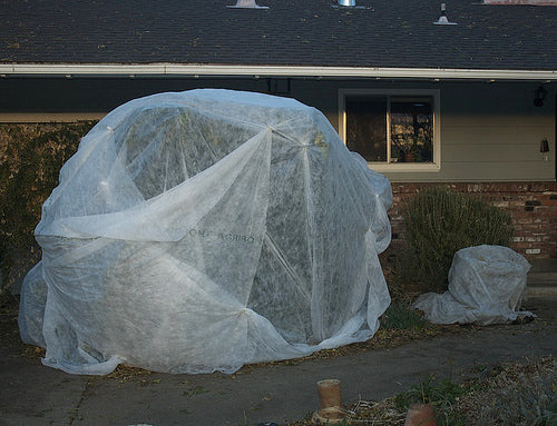 covered lemon tree