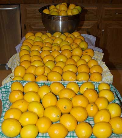harvested lemons