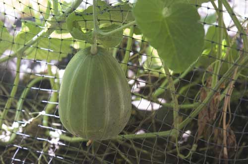 melon on a trellis