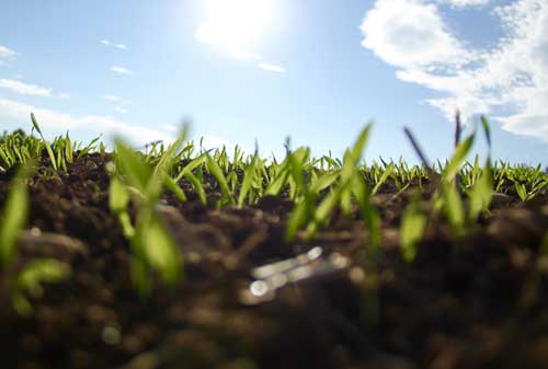 seeds sprouting