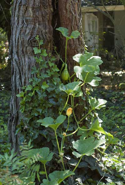 squash plant climbing a tree