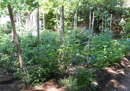 staked tomatoes