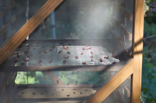 tomatoes drying outside