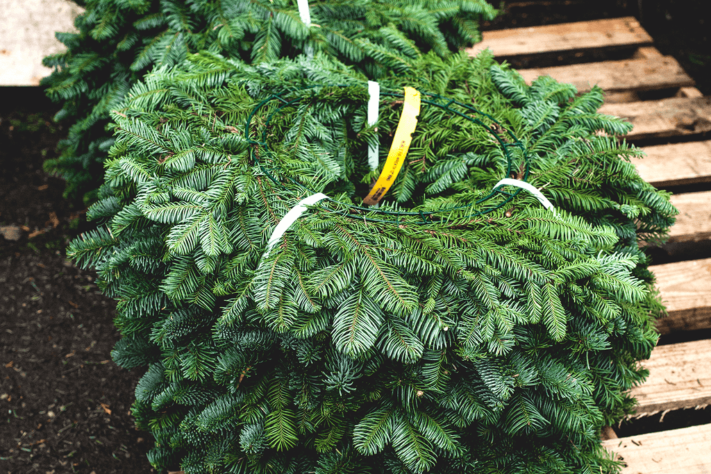 Oregon Holiday Wreaths - Sustainability