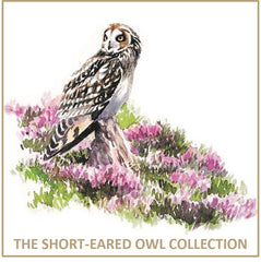 Short-Eared Owl Collection