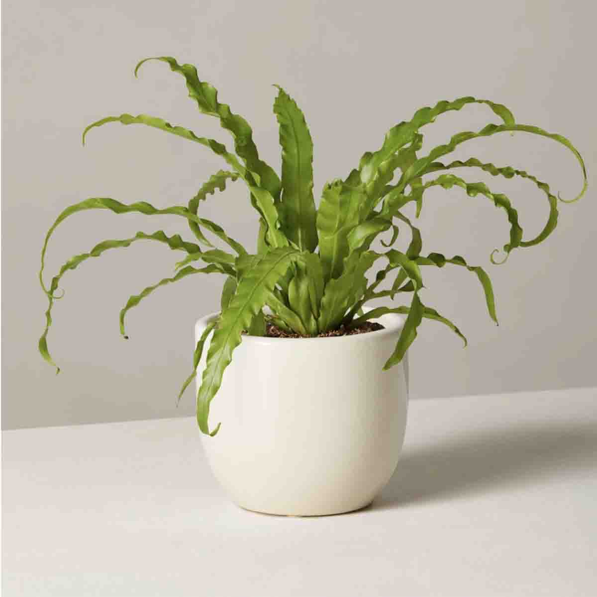 image of potted plant from Sill