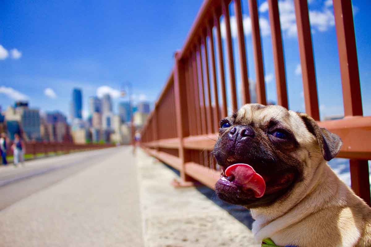 Pug dog with tongue with city in background