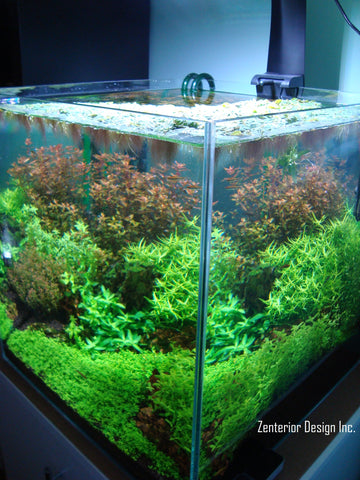Planted cube aquarium, high-tech professional aquarium servicing in Toronto GTA.