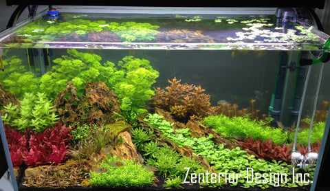 High tech planted aquarium, Professional aquarium servicing and plant services in Toronto and the GTA.