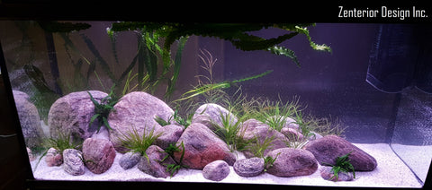 29g long natural riverbed scape