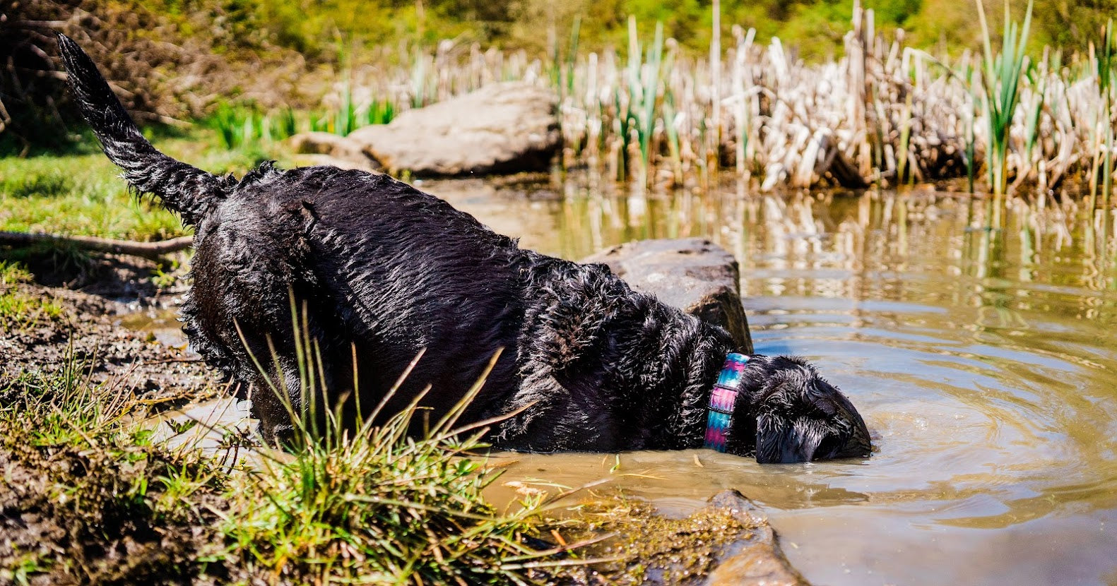 why do dogs roll in mud