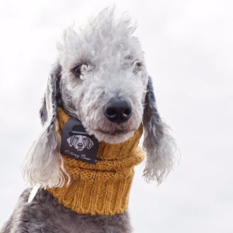 poodle snood