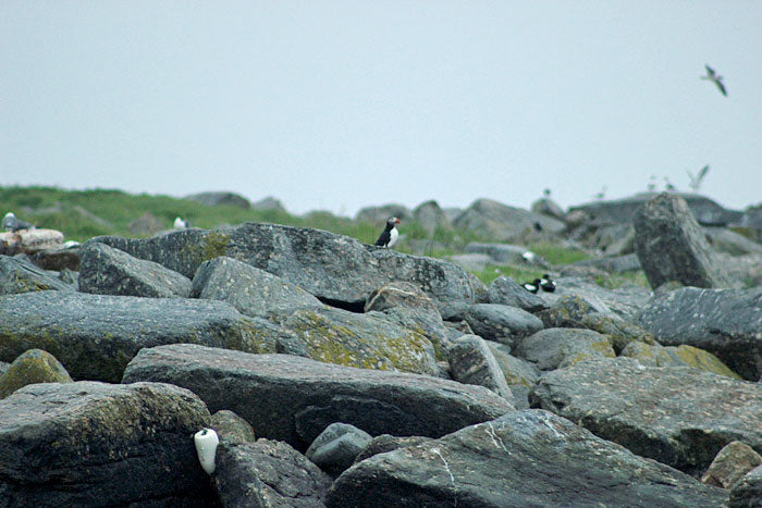 Eastern Egg Rock, Maine