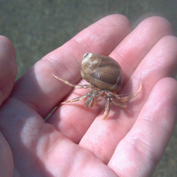 Hermit Crab