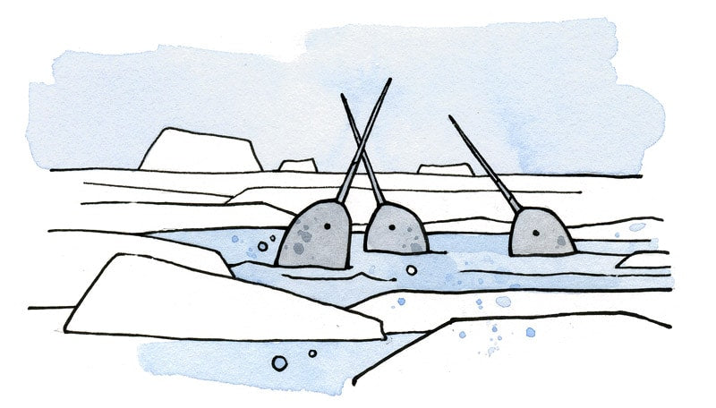 Narwhals for kids