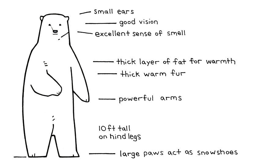 polar bear illustrated facts