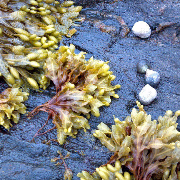 Seaweed and Periwinkles