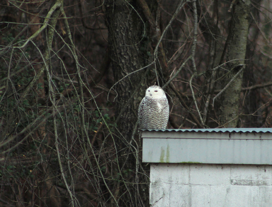 snowy owl maryland