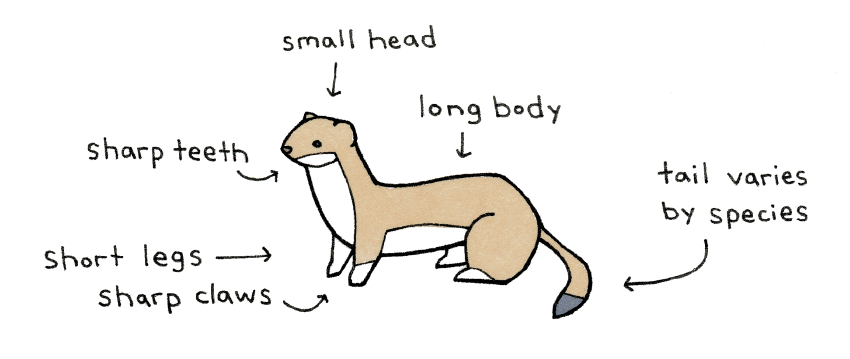 weasel facts illustration