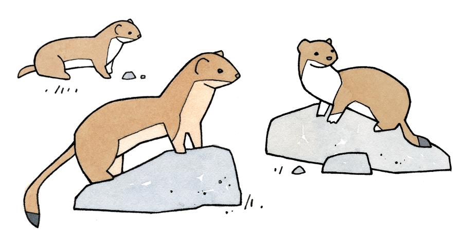 weasel animal facts