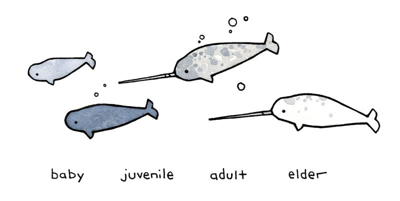 what color are narwhals?