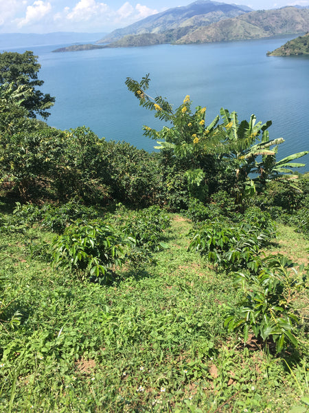 Hiking to coffee farms, Nyabirehe, DRC