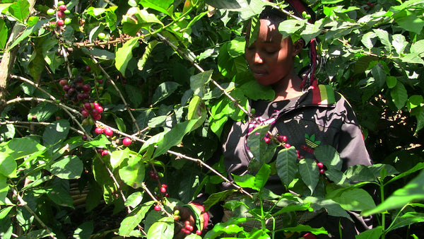 harvesting coffee at Muungano, DRC
