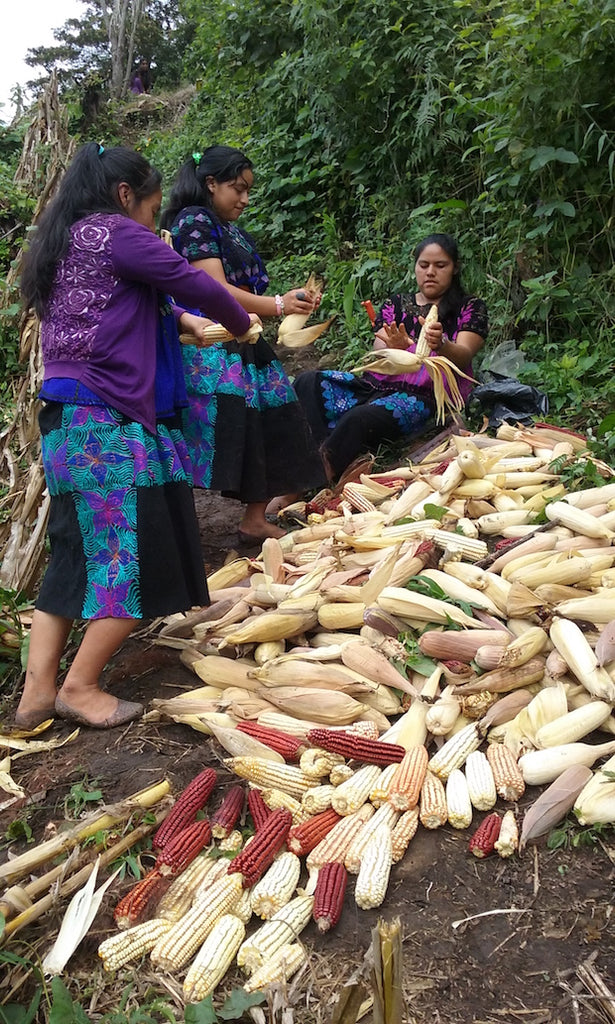 Lupita and others_shucking corn