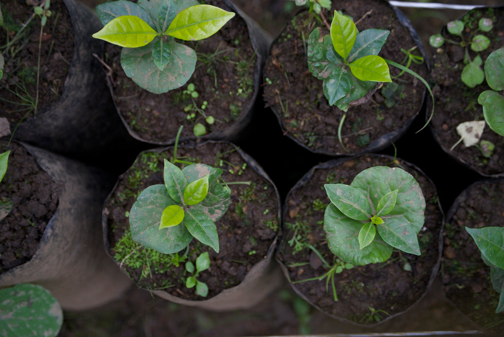 coffee seedlings