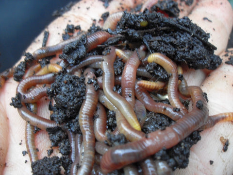 coffee grounds with worms