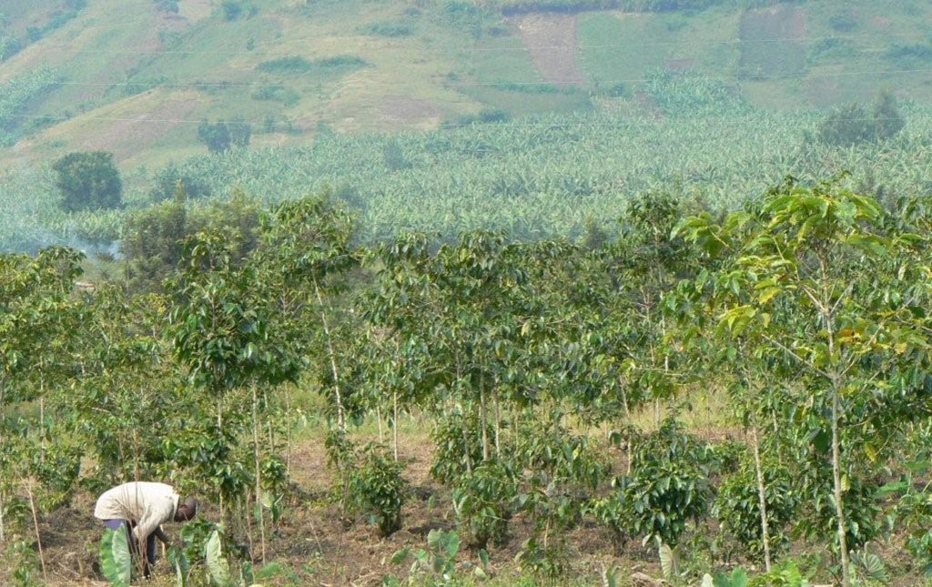 Congo coffee field