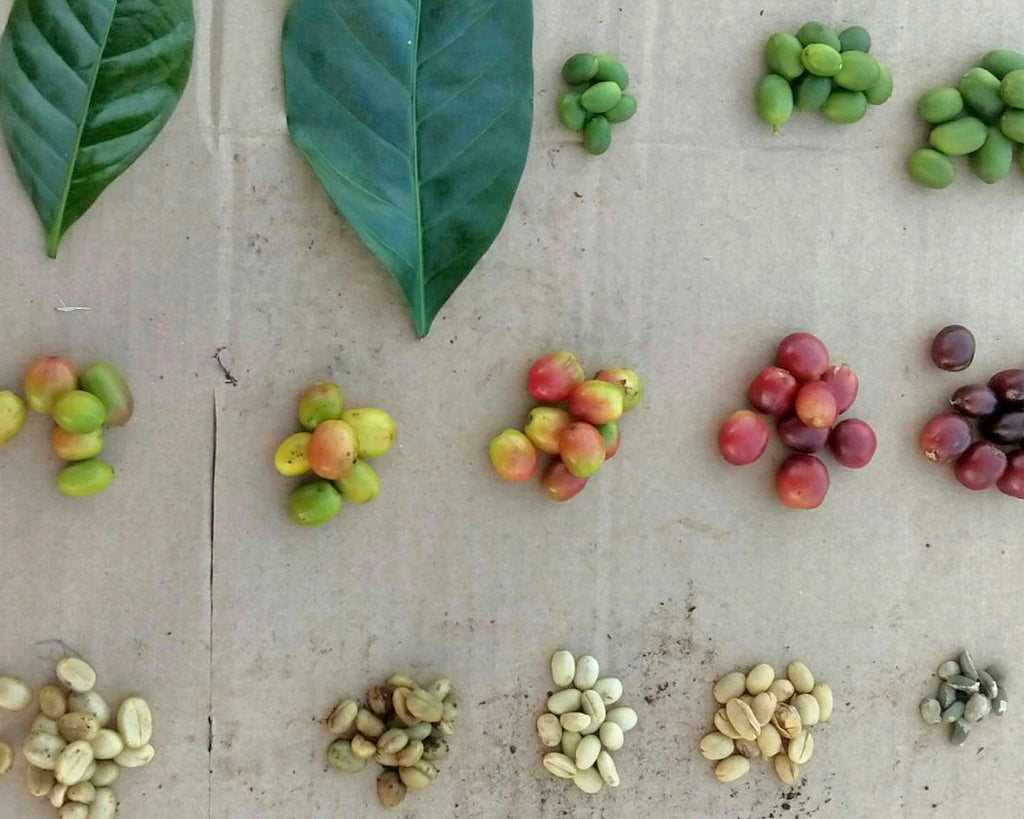 stages of coffee in Chiapas