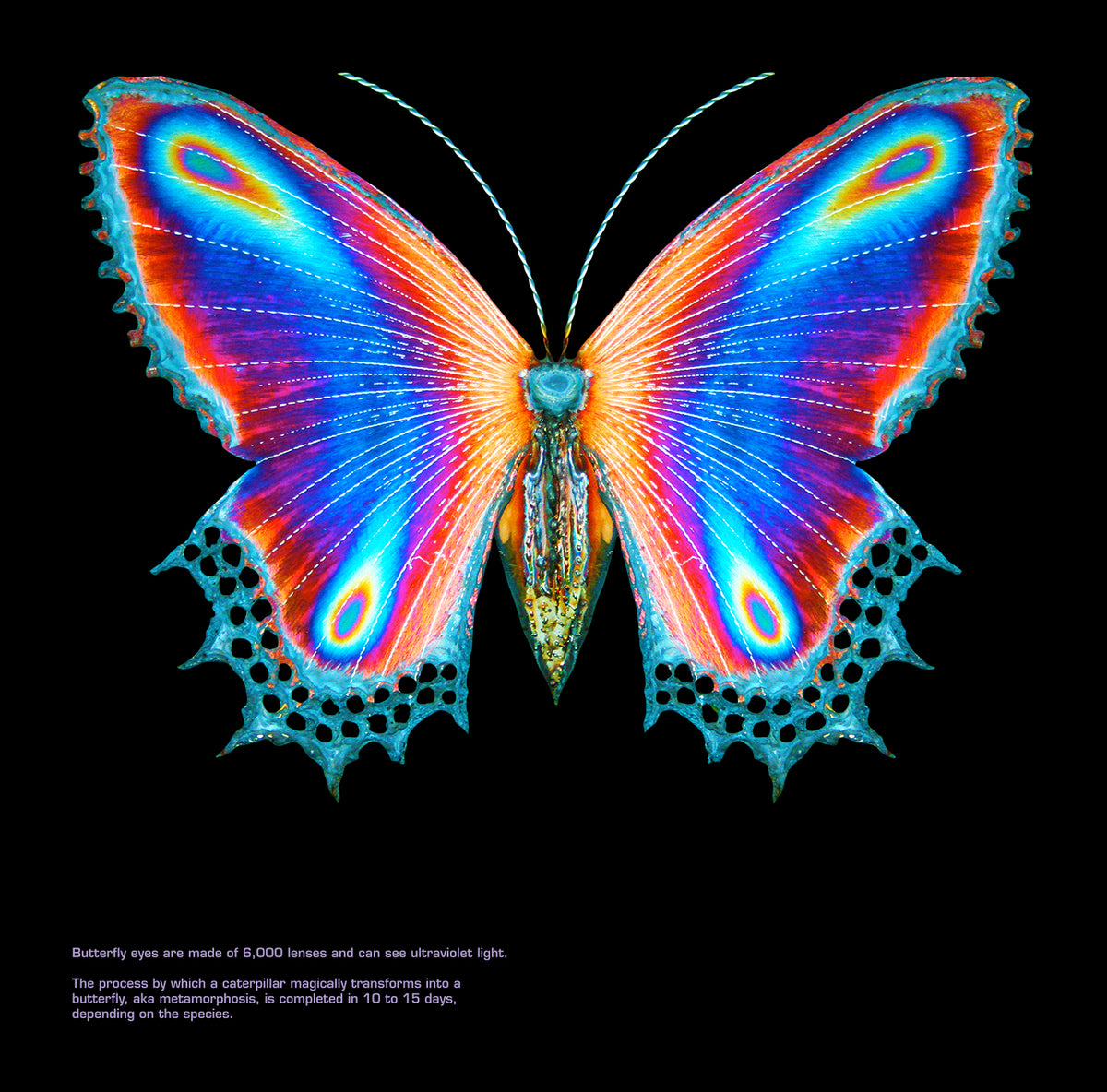 Multicolor Butterfly T-Shirt – Halsey Store1200 x 1184