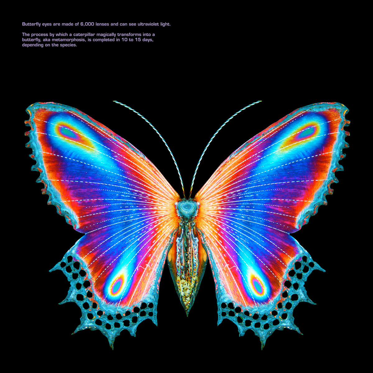 Multicolor Butterfly Hoodie – Halsey Store1200 x 1200