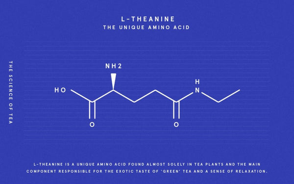 chalkboard drawing of L-theanine molecule from matcha green tea, on a blue background and white lines