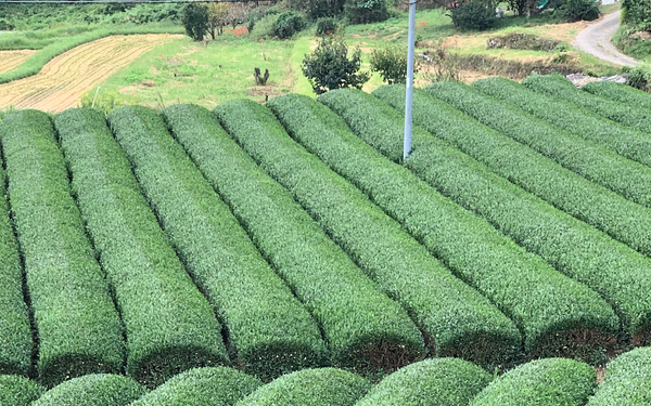 authentic matcha green tea farm in Japan with tea plants in rows ready for hand-picking