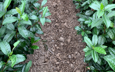 fertilized soil underneath matcha tea plants in Uji, Japan a photograph taken by Dr. Weil