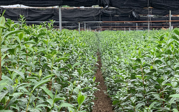 the best matcha tea field shaded by authentic fabric cloth before hand-picking harvest