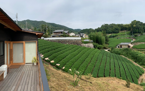 overlooking tea fields in Uji, Japan producing highest quality matcha in the world