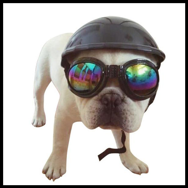 dog visor and sunglasses