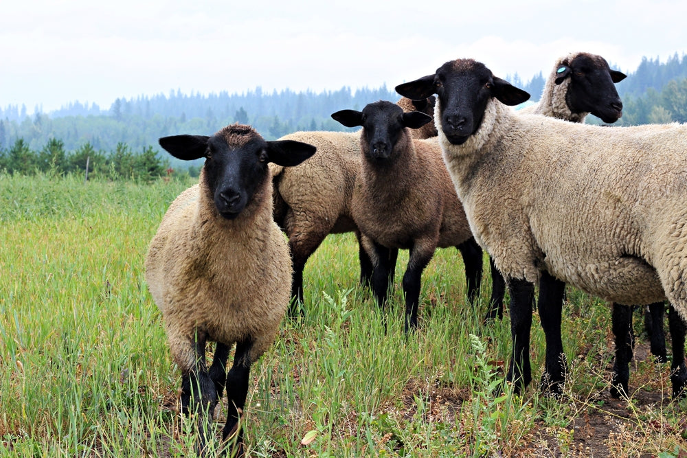 suffolk lambs