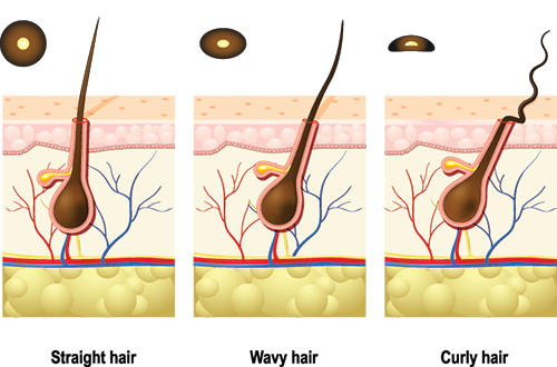 science behind the hair