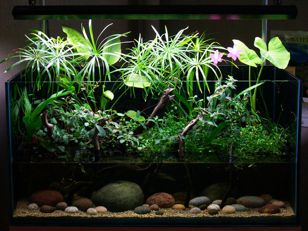 Riparium Plants! – Aqua Verdi