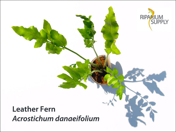Acrostichum Leather Fern in Riparium Supply Riparium Planter