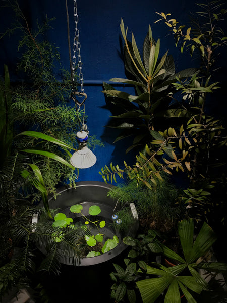 Indoor Container Pond  - Nymphaea Water Lily, Tropical Conifers