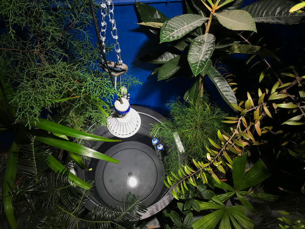 Indoor Container Pond - Nymphaea Water Lily & Rare Trees